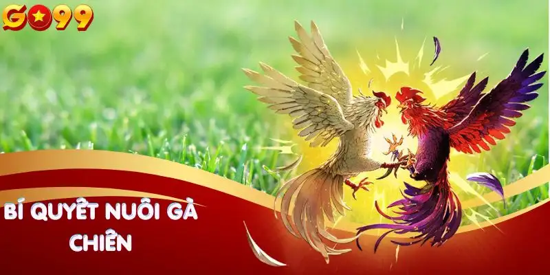 bi-quyet-nuoi-ga-chien